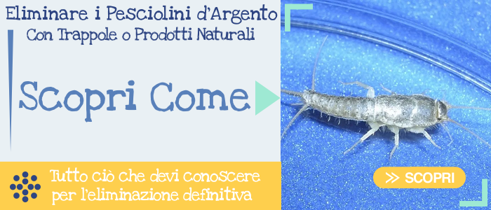 Suggerimenti Utili per Eliminare i Pesciolini di Argento da Casa in Modo Efficace e Definitivo